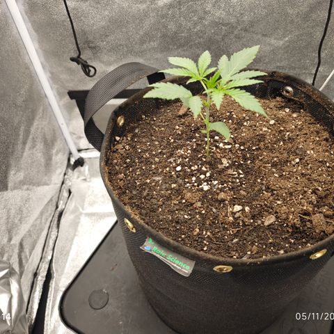Humboldt Dream  growlog timeline photo