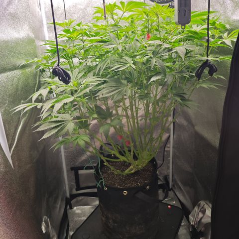 Strawberry Cough  growlog timeline photo