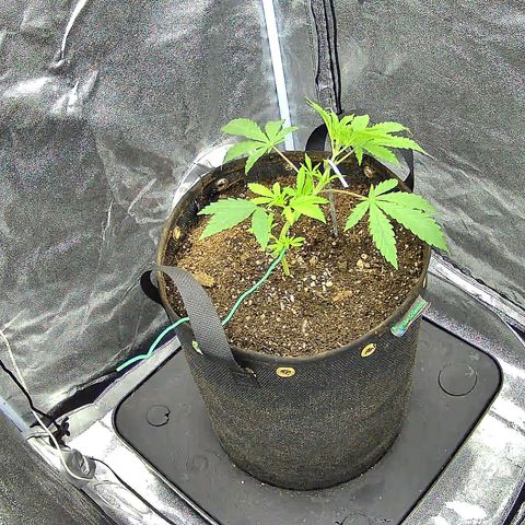 Humboldt Dream  growlog timeline photo