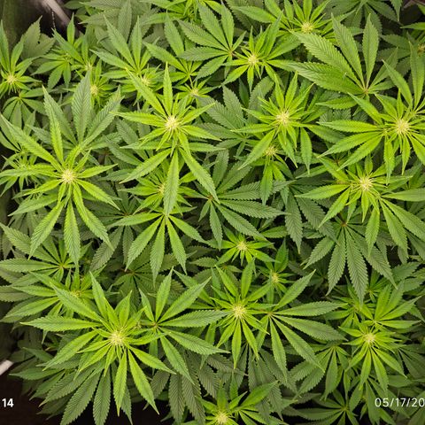 Strawberry Cough  growlog timeline photo