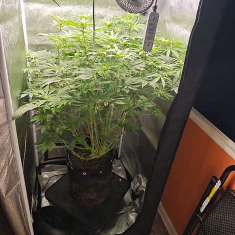 Strawberry Cough  growlog timeline photo