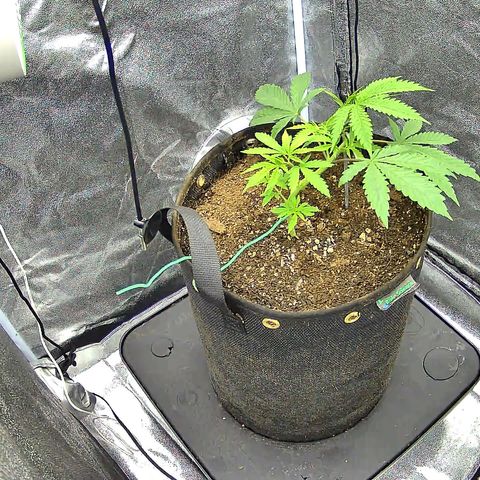 Humboldt Dream  growlog timeline photo