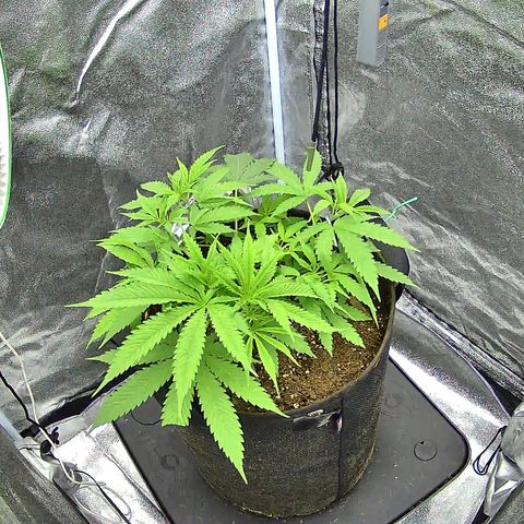 Humboldt Dream  growlog timeline photo