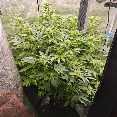 Strawberry Cough  growlog timeline photo