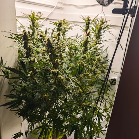 Apple Strudel Auto  growlog timeline photo