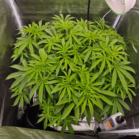 Humboldt Dream  growlog timeline photo