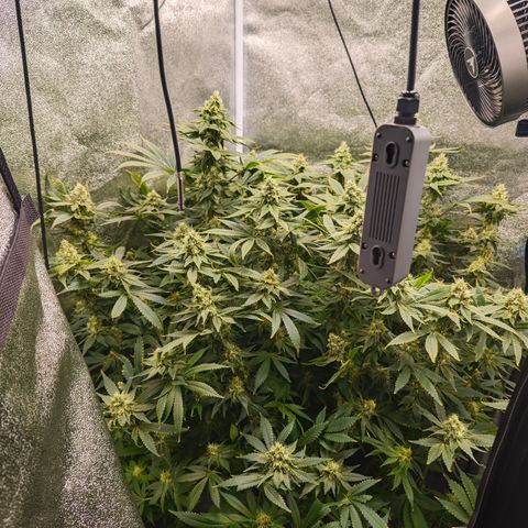 Strawberry Cough  growlog timeline photo