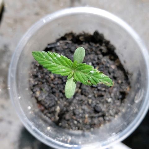 NORTHERN  growlog photo: AVANCE DE LA PLANTA
