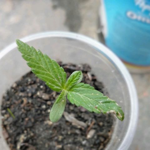 NORTHERN  growlog photo: Avance 