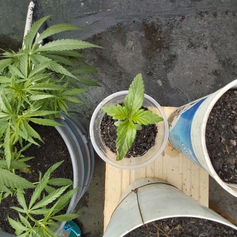 NORTHERN  growlog photo: Avance