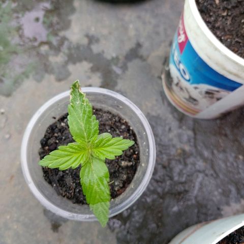 NORTHERN  growlog photo: Avance