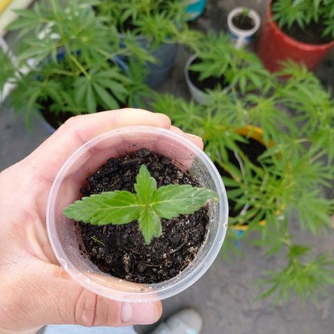 NORTHERN  growlog photo: Avance