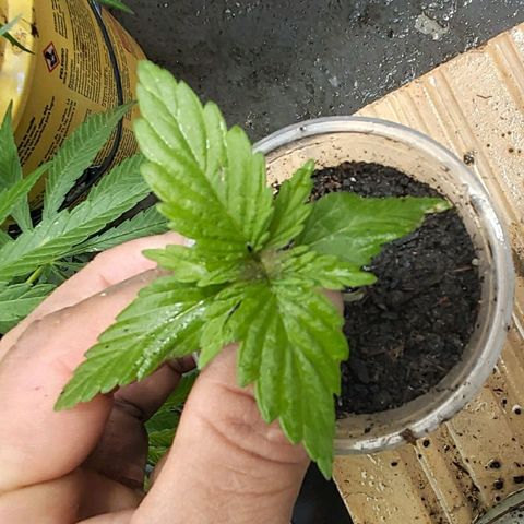 NORTHERN  growlog timeline photo