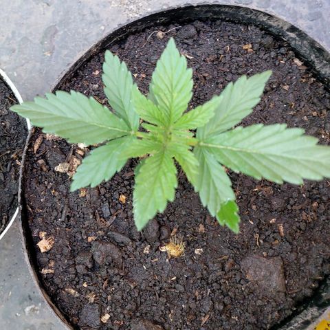 NORTHERN  growlog timeline photo