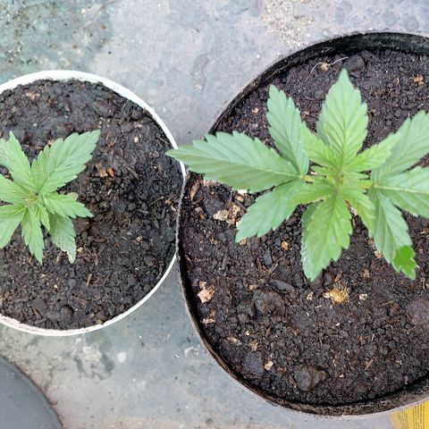 NORTHERN  growlog timeline photo