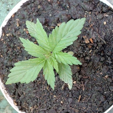 NORTHERN  growlog timeline photo