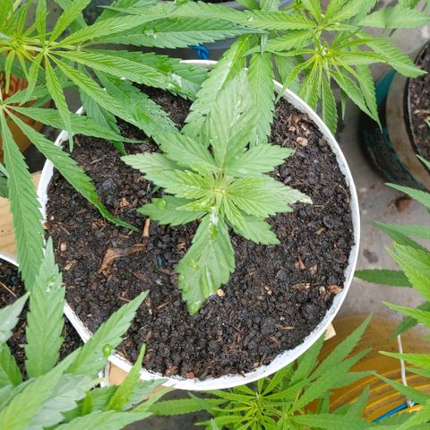 NORTHERN  growlog photo: AVANCE 