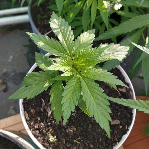 NORTHERN  growlog photo: Avance