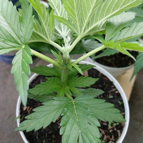 NORTHERN  growlog photo: Supercropping 