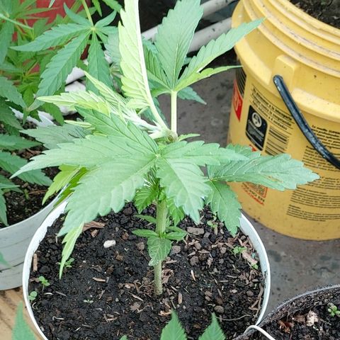 NORTHERN  growlog photo: Supercropping 