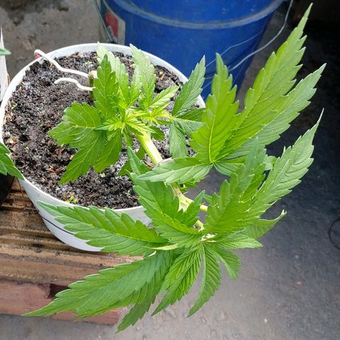 NORTHERN  growlog timeline photo