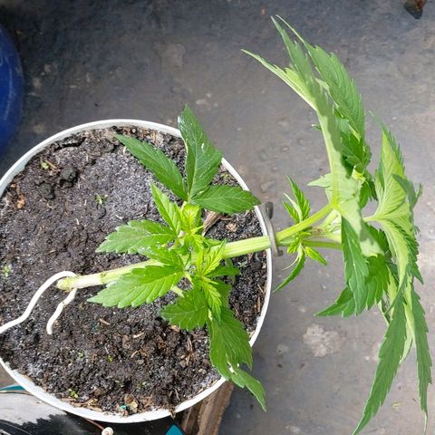 NORTHERN  growlog timeline photo