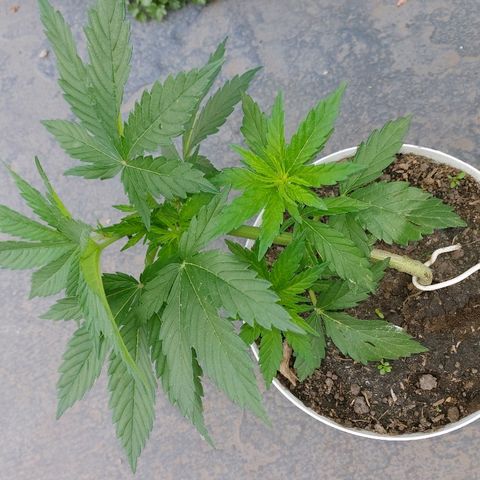 NORTHERN  growlog photo: LST