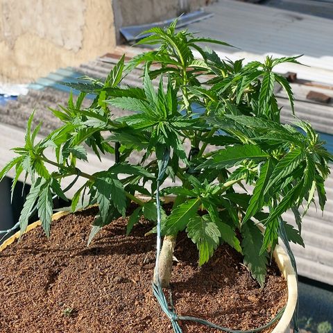 NORTHERN  growlog photo: LST

TRANSPLANTE A CANECA