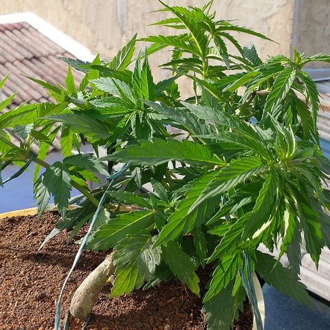 NORTHERN  growlog photo: LST

TRANSPLANTE A CANECA