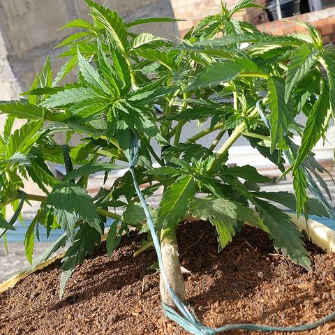 NORTHERN  growlog timeline photo