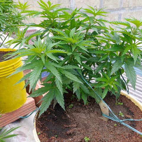 NORTHERN  growlog timeline photo