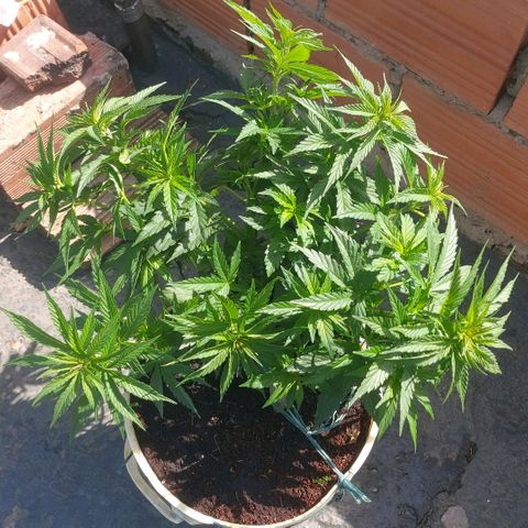NORTHERN  growlog timeline photo