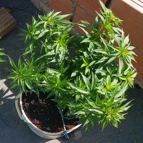 NORTHERN  growlog timeline photo