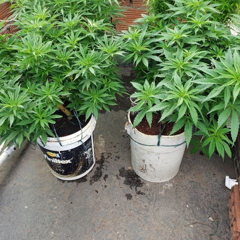 NORTHERN  growlog timeline photo