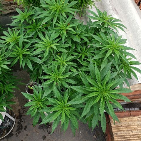 NORTHERN  growlog timeline photo