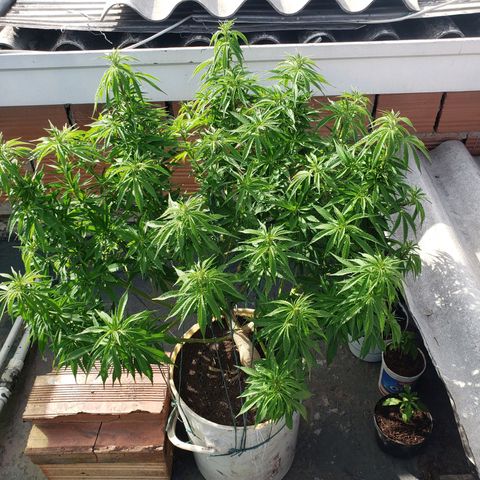 NORTHERN  growlog timeline photo