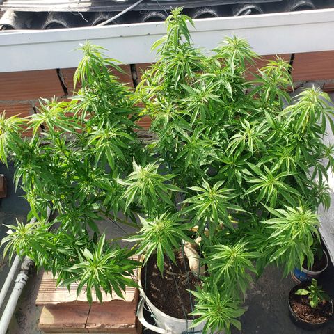 NORTHERN  growlog timeline photo