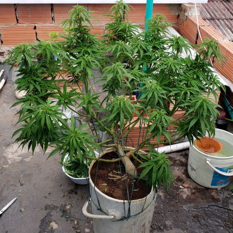 NORTHERN  growlog timeline photo