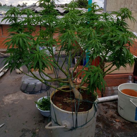 NORTHERN  growlog timeline photo