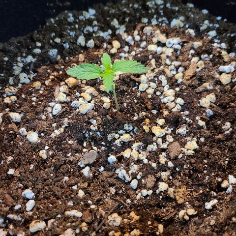 Hanuman #1 growlog timeline photo