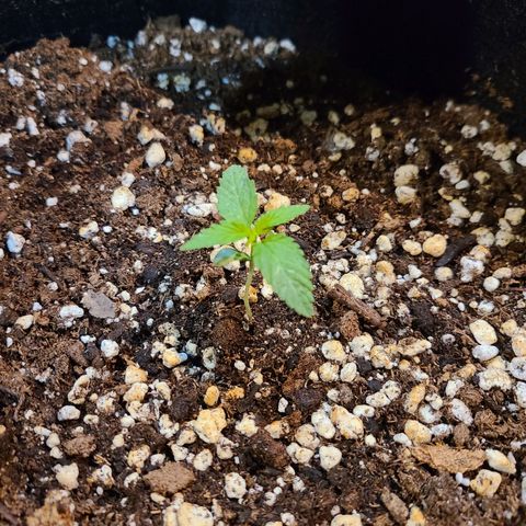 Hanuman #1 growlog timeline photo