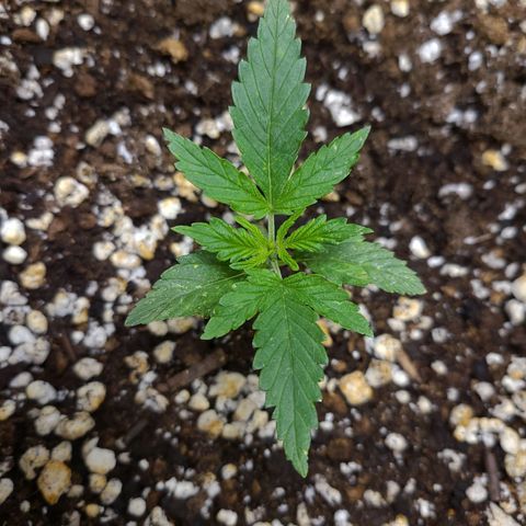 Hanuman #1 growlog timeline photo