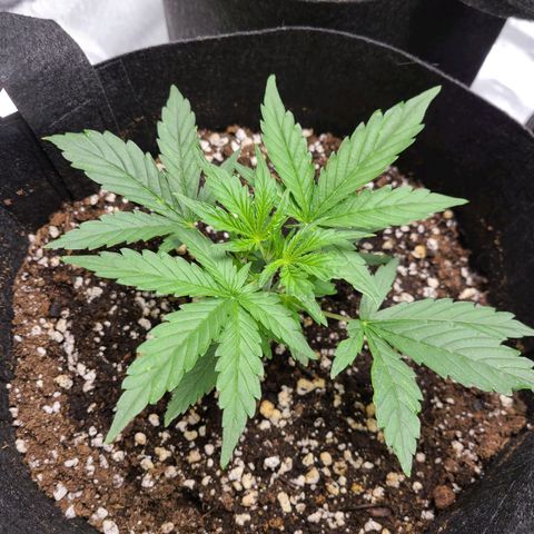 Hanuman #1 growlog timeline photo