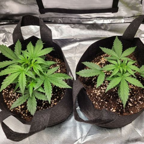 Hanuman #1 growlog timeline photo