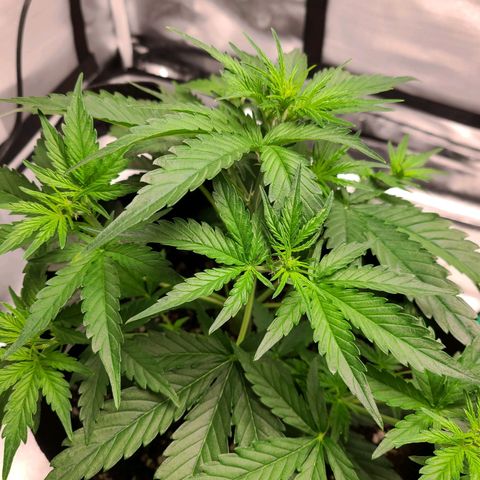 Hanuman #1 growlog timeline photo