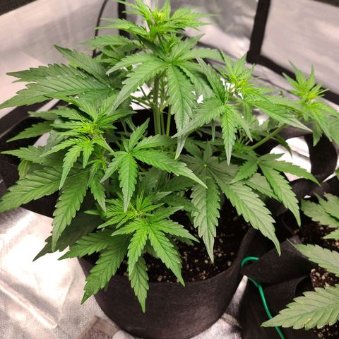 Hanuman #1 growlog timeline photo