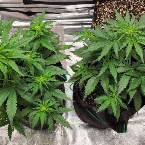 Hanuman #1 growlog timeline photo