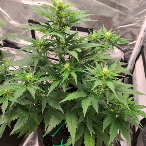 Hanuman #1 growlog timeline photo