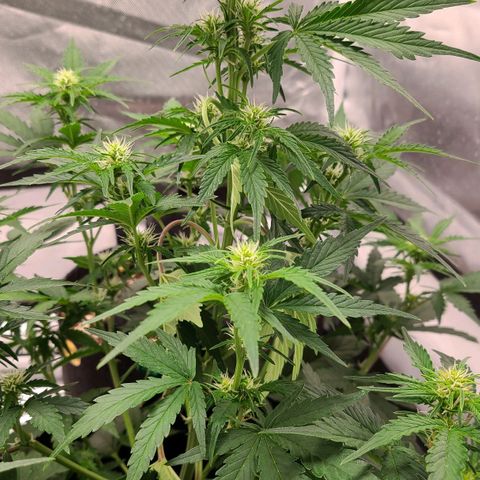 Hanuman #1 growlog timeline photo