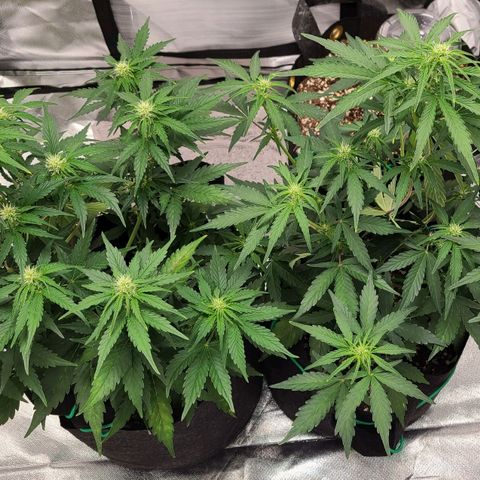 Hanuman #1 growlog timeline photo